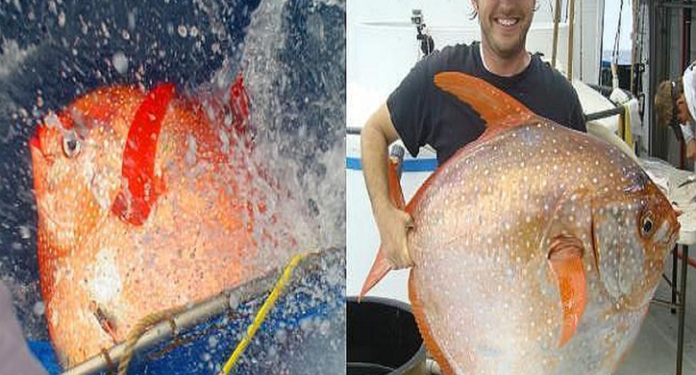 Descubrieron el primer pez de sangre caliente del mundo. (Foto: contextotucuman.com)
