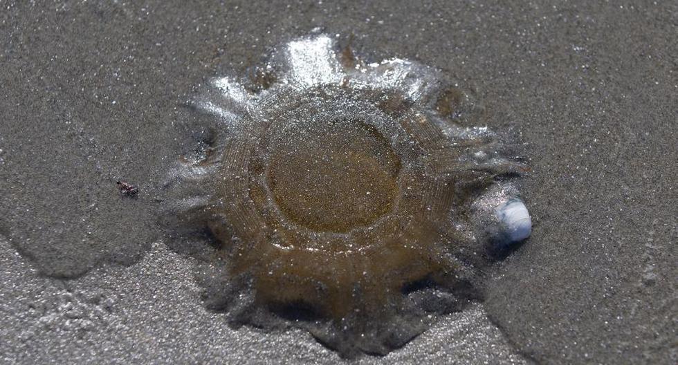 Una medusa melena de león en la playa de Nahant Beach en Nahant, Massachusetts, Estados Unidos. (Foto: EFE / EPA / CJ GUNTHER).