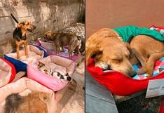 WUF: Dentitoy abriga a los perros de albergues este invierno con una donación de camitas 