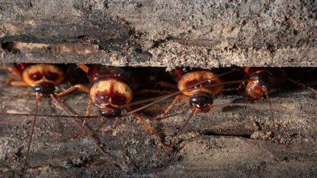 Las cucarachas y las moscas caseras pueden proliferar en los próximos años. (Foto: Getty Images)