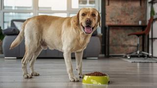 Aumento en precios de alimentos para mascotas impactó en el comportamiento de compra de hogares 