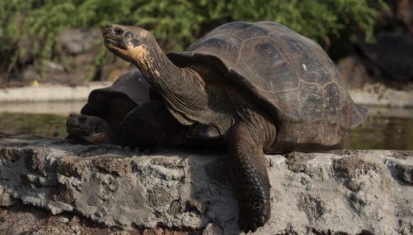 El conductor de un autobús fue sancionado a pagar 11,000 dólares de multa por atropellar a una tortuga en las islas ecuatorianas de Galápagos. (Foto: Archivo/AFP).