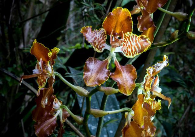 Las bellas orquídeas del Santuario Históricos de Machu Picchu - 5