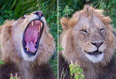 Fotógrafo retrata la traviesa “sonrisa” de un león tras llevarse el susto de su vida  