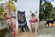 Día Mundial del Perro: los 5 destinos más amigables para viajar con tu engreído