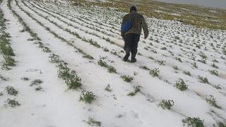 Puno: intensa granizada afecta ciudades y áreas de cultivos | FOTOS