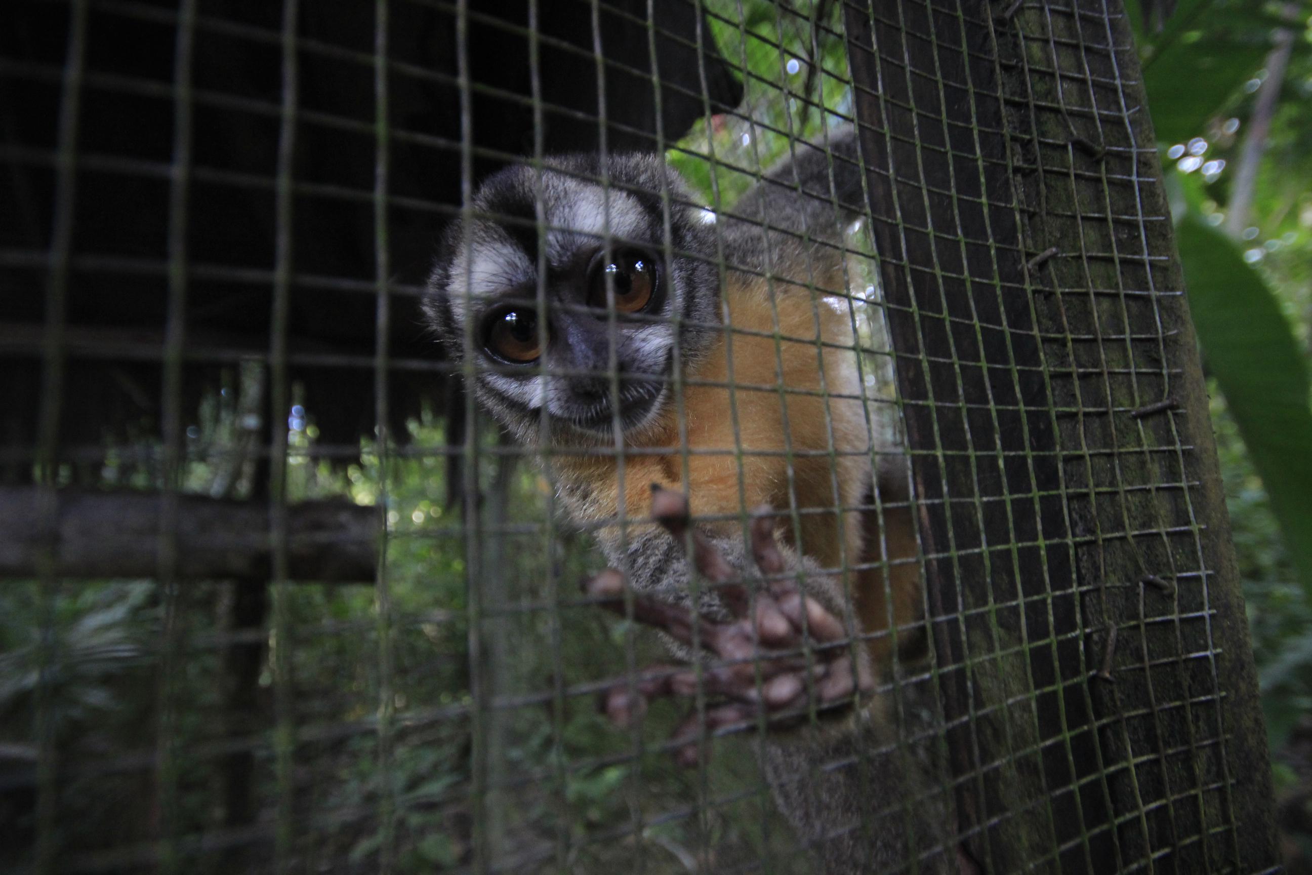 Urku, el centro de rescate y re adaptación de animales [FOTOS] - 7