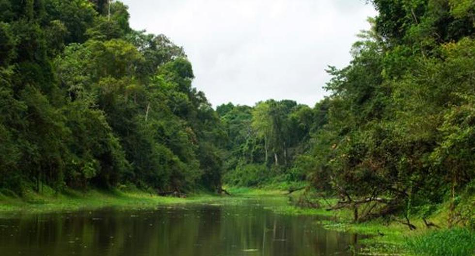 La conservación de los bosques más ricos en biodiversidad es fundamental para el equilibrio y la supervivencia del planeta, afirman. (Foto: Getty Images / Referencial)