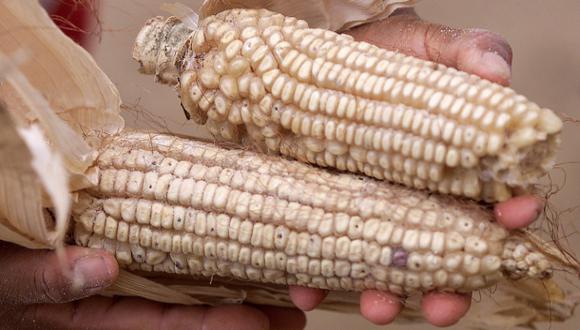 El cultivo de organismos genéticamente modificados sigue en el ojo de la tormenta. (FOTO: Reuters)