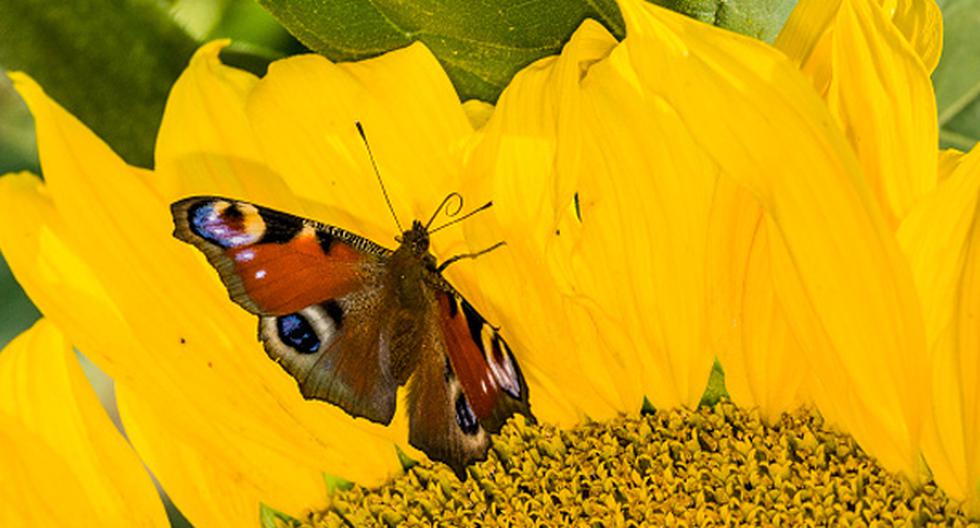 Este fantástico descubrimiento demuestra que una mariposa es capaz de hacer lo mismo que las aves. (Foto: Getty Images / Referencial)