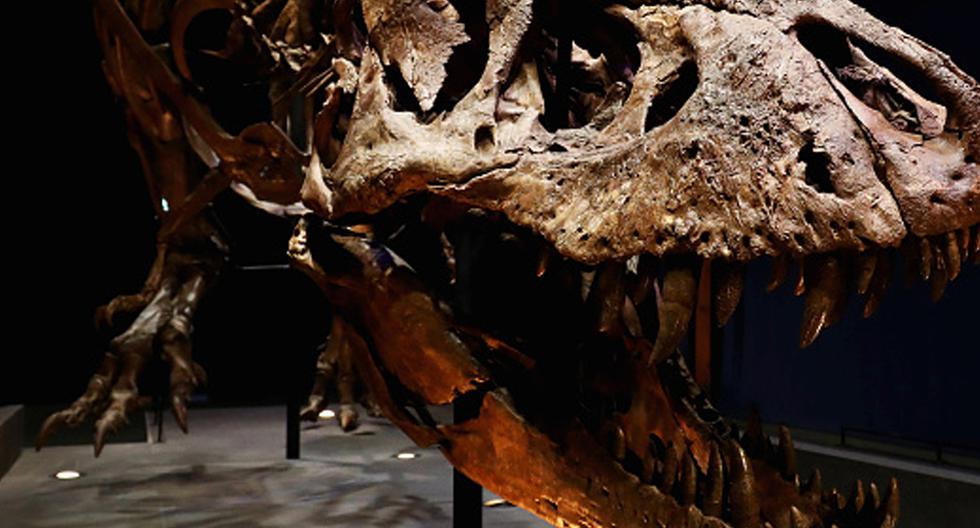 En España han descubierto un nuevo yacimiento de restos óseos de dinosaurio  compuesto por cerca de 200 piezas de una antigüedad de 125 millones de años. (Foto: Getty Images)