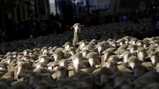 Las ovejas se adueñan de Madrid en la Fiesta de la Trashumancia