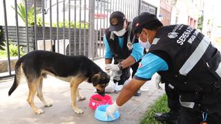 Coronavirus en Perú: serenos de Magdalena reparten agua y alimentos a animales abandonados | FOTOS 