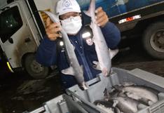 Lambayeque: incautan 230 kilos de tiburón martillo que era comercializado en mercado de Santa Rosa