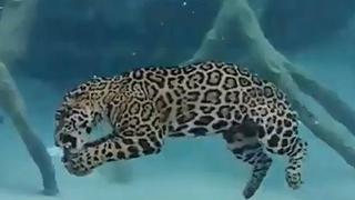 Jaguar ataca y come a su presa bajo el agua [VIDEO]
