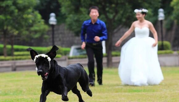 Esta es una imagen referencial de unos recién casados persiguiendo a su perro. (Foto:  米 叶 / Pixabay)