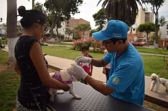 Municipalidad de Jesús María inició la “Campaña Médica Veterinaria 2019. (Foto: Municipalidad de Jesús María)