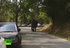 Un elefante 'fuera de control' desató el pánico en conductores en China