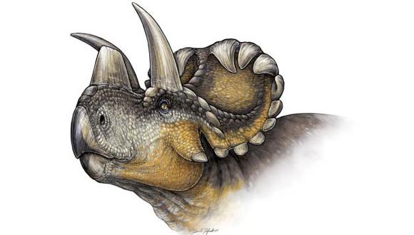 Descubren nueva especie de triceratops en Canadá