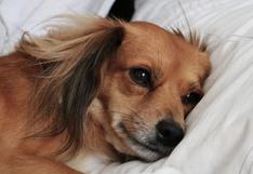 WUF: perro tiene llamativa forma de echarse en la cama de su dueño