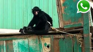 WhatsApp: buscan ayuda para mono maltratado en Ate [FOTOS]