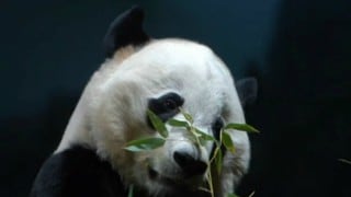 Bye bye Bei Bei: Washington dice adiós a su amado panda
