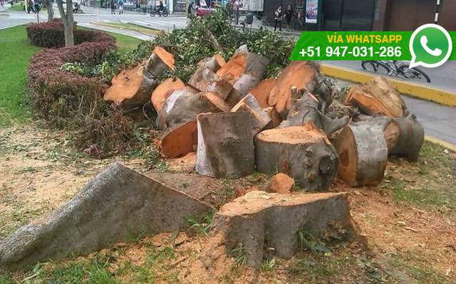WhatsApp: ¿por qué talaron árboles en Lince? (FOTOS) - 1