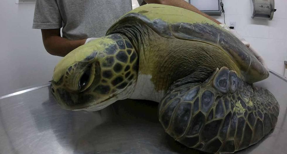 La tortuga fue hallada a finales del año pasado por un pescador artesanal de San Clemente, un municipio costero de la provincia de Buenos Aires. (Foto: EFE/EPA/MUNDO MARINO FOUNDATION)