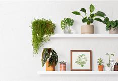 Cinco plantas para decorar tu hogar sin gastar mucho dinero