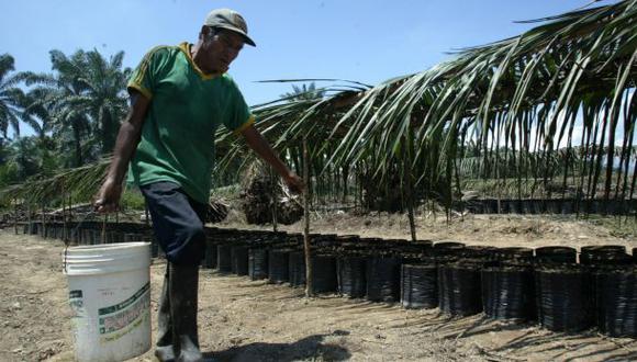 Contraloría advierte sobre deforestación por cultivos de palma
