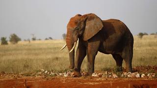 Elefante mata a pisotones a una turista alemana en Zimbabue