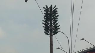 Antenas de telefonía son camufladas de árboles en San Borja [FOTOS]