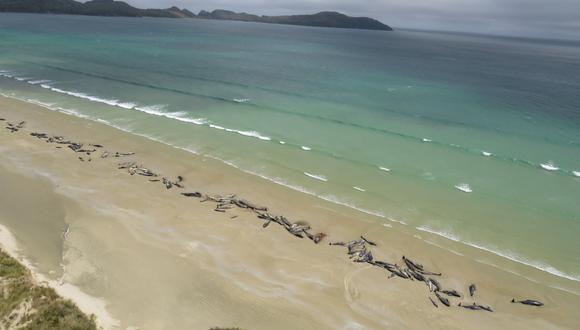 Hallan 145 ballenas piloto muertas en una playa de Nueva Zelanda. (AFP).