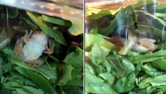 Una mujer encontró una rana viva en el envase de lechuga que había comprado en una tienda de alimentos | Foto: Captura de video / @kkarliea