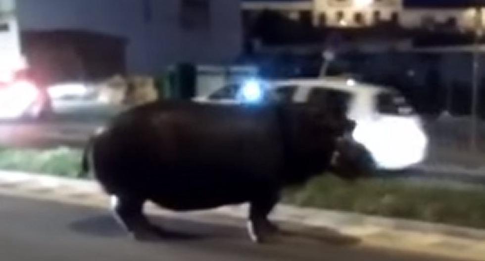 Hipopótamo asustó a ciudadanos en un pueblo español. (Foto: Captura)