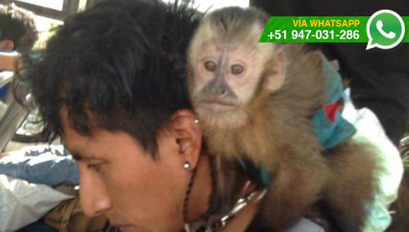 WhatsApp: especie de mono protegido es usado como mascota