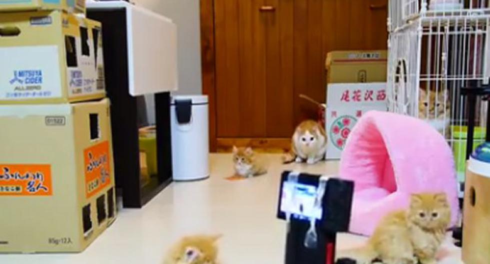 Gatos y robots en una misma habitación! ¿Qué podría pasar? Míralo aquí!