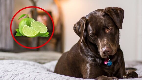 Cómo usar el limón para eliminar los pelos de perro o gato de tus cobijas, RESPUESTAS