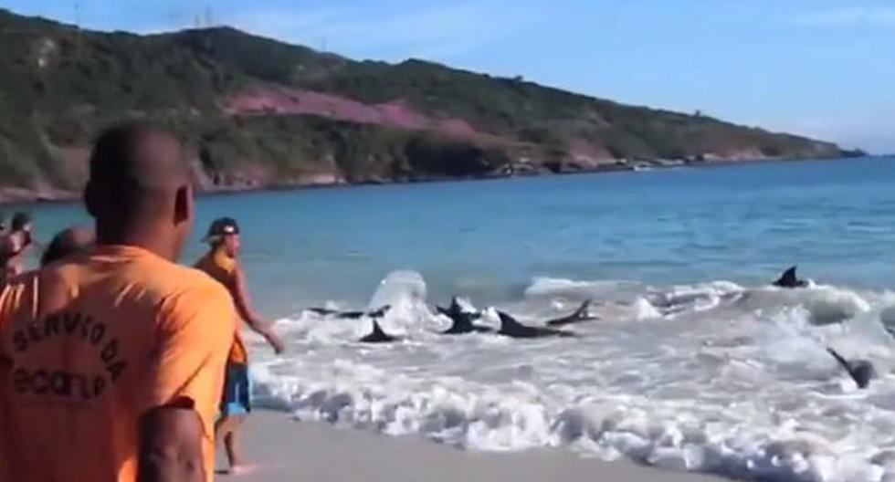 Facebook muestra increíble video de rescate de delfines. (Foto: Captura Facebook Direction Action Everywhere)