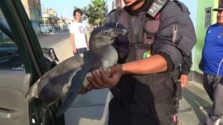 Nuevo Chimbote: pingüino fue hallado deambulando en la calle
