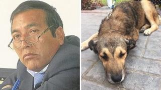 Condenan a docente por maltratar a un perro en Chiclayo