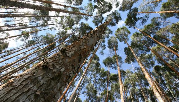 Leyenda: El registro de los bosques es muy importante porque, entre otras cosas, permite atraer inversionistas. (Foto: Dante Piaggio/ Archivo El Comercio)
