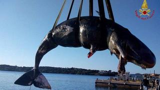 Italia: Ballena embarazada fue hallada muerta con 22 kilos de plástico en su estómago