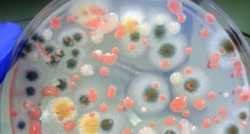 NASA: Una colonia de hongos en la Estación Espacial Internacional. (Foto: NASA/JPL)