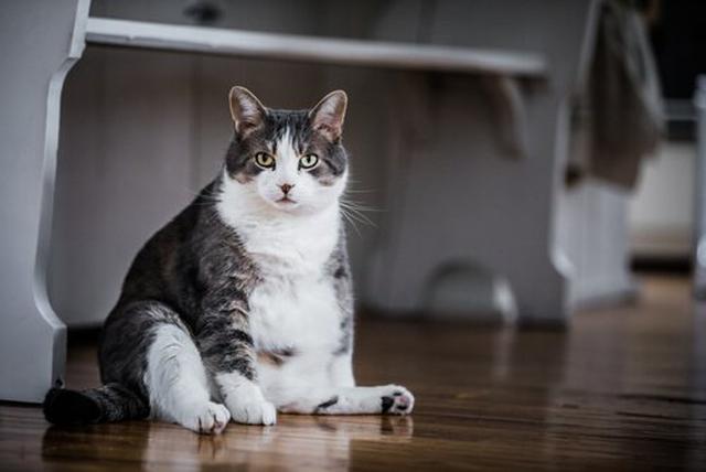 Gato con obesidad mórbida necesita llegar a su peso ideal y las redes lo alientan.