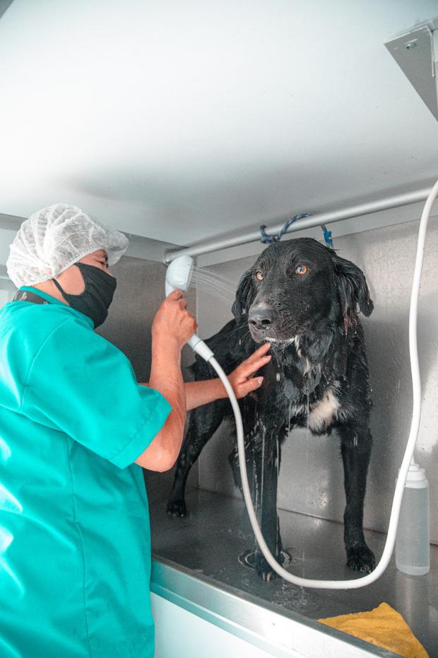 Carrito de peluquería canina