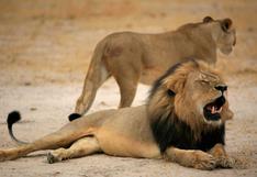 Jericho, el hermano del león Cecil, también fue asesinado a balazos en Zimbabue