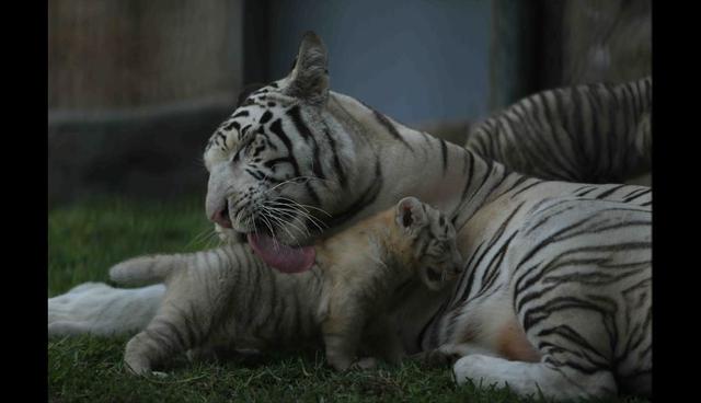 Tigres blancos de Huachipa crecen saludablemente - 3