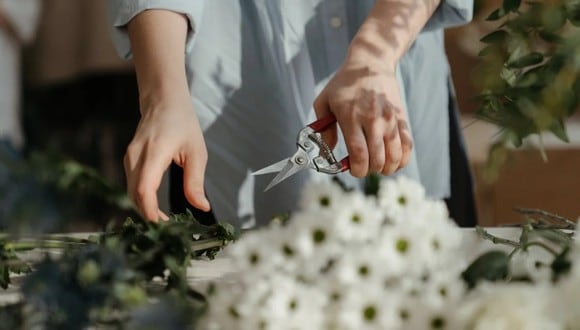 En la foto se observa a una mujer cortando unas flores. | Imagen referencial: Cottonbro Studio / Pexels