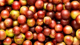 ¿Por qué debemos incluir el camu camu en nuestra dieta diaria?